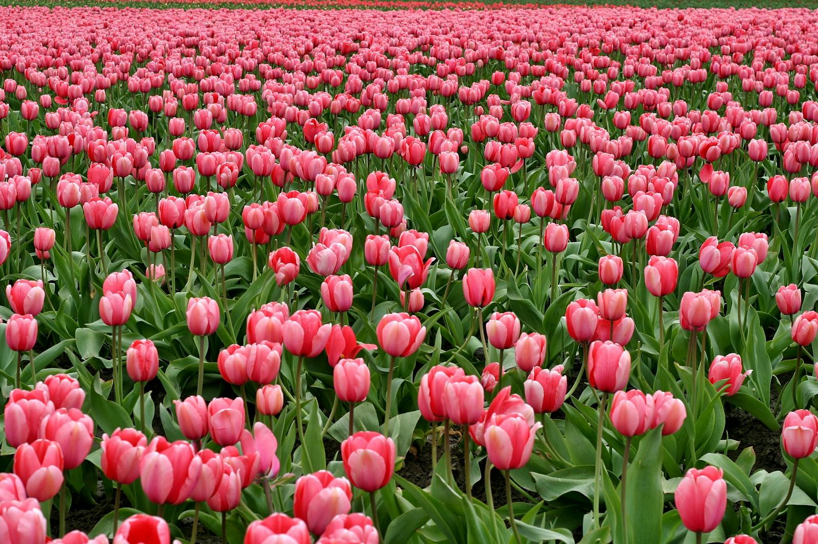 Pink Flowers