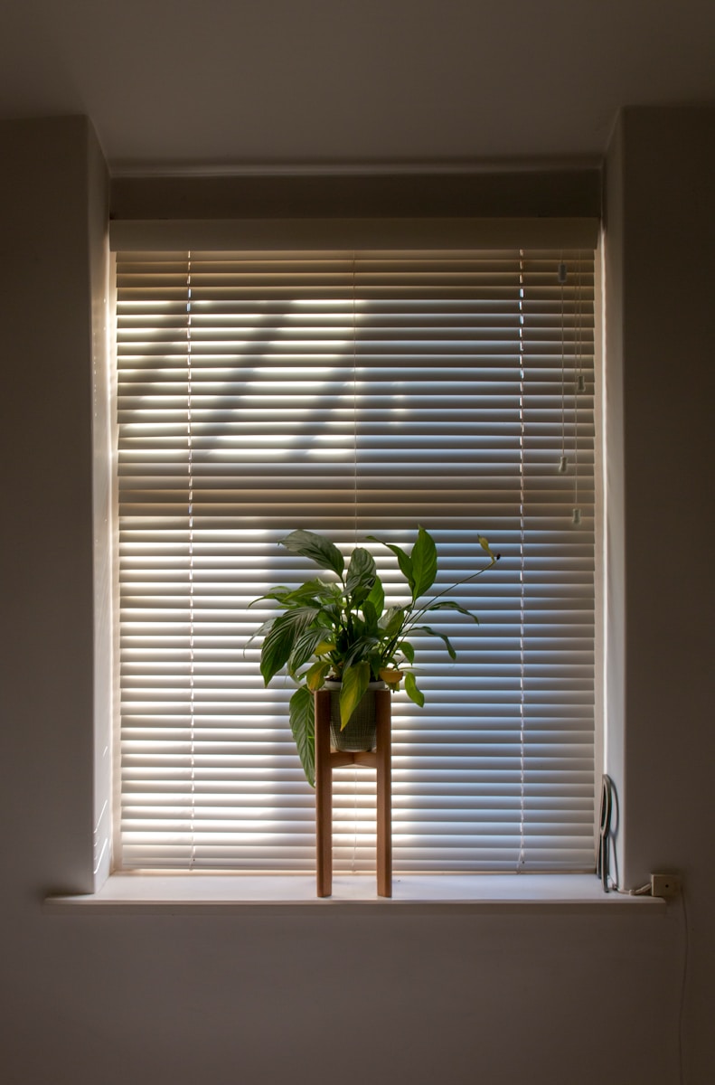 green plant in pot beside window blinds